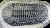 Gorgeous Spiny Drotops Armatus Trilobite - #24770-5